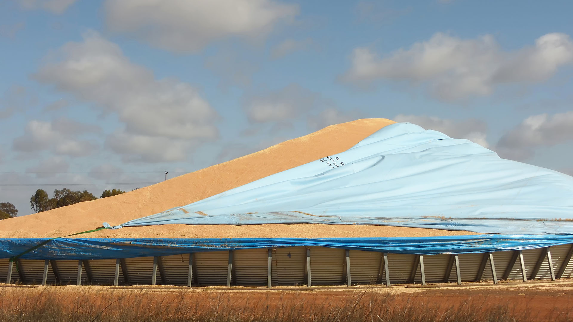 Australia's Wheat Surplus