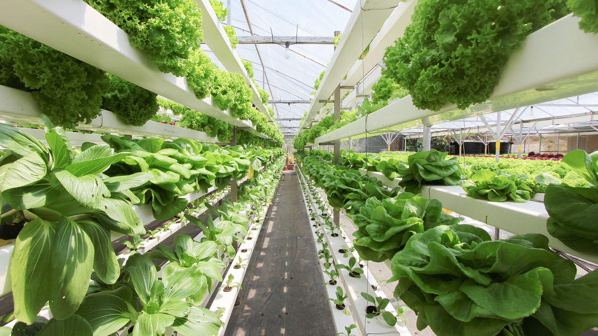 Growing Upwards How Vertical Farming is Transforming Australian Agriculture