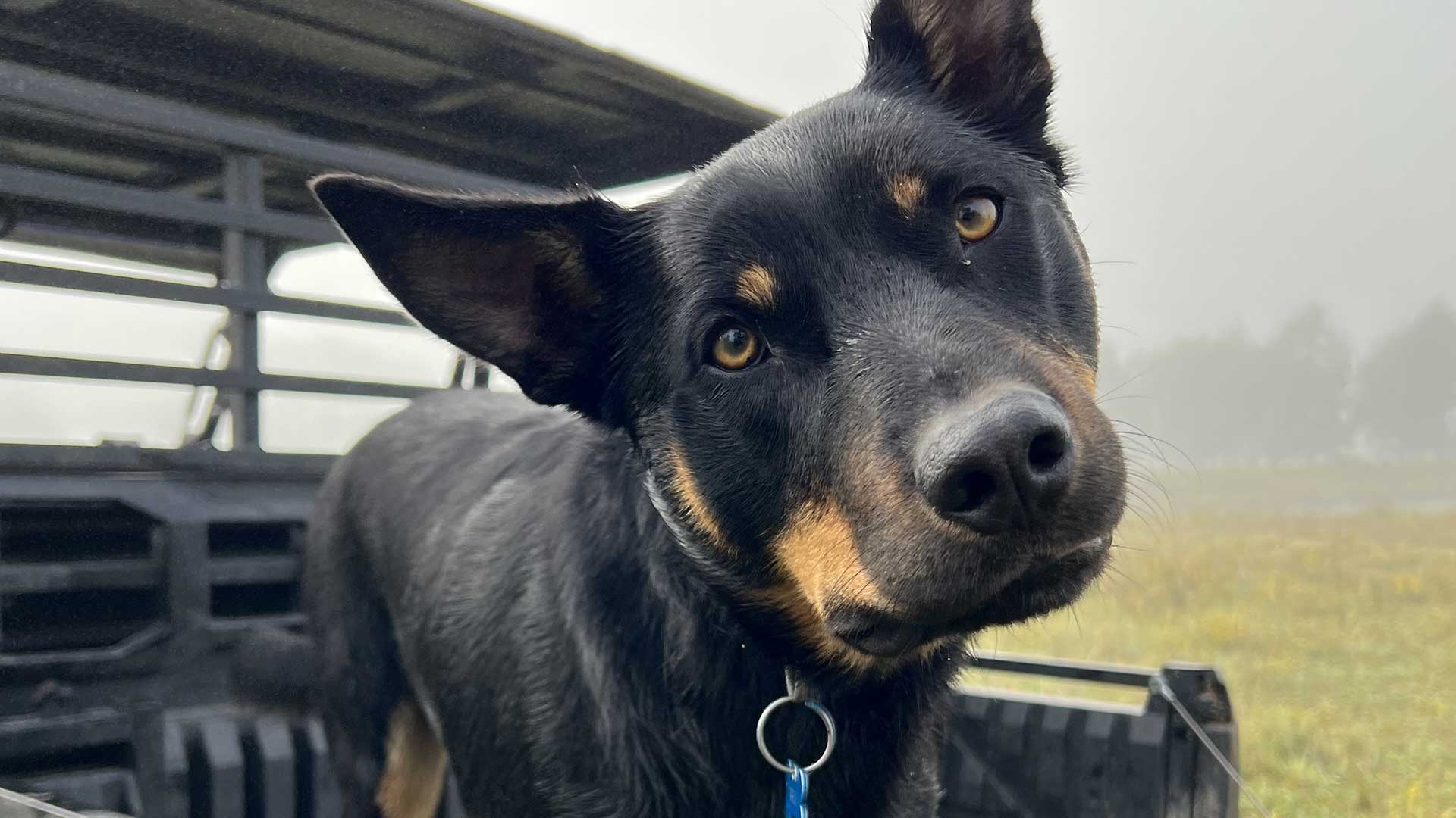 Kelpies and Companionship: How Working Dogs Shape Life on the Land