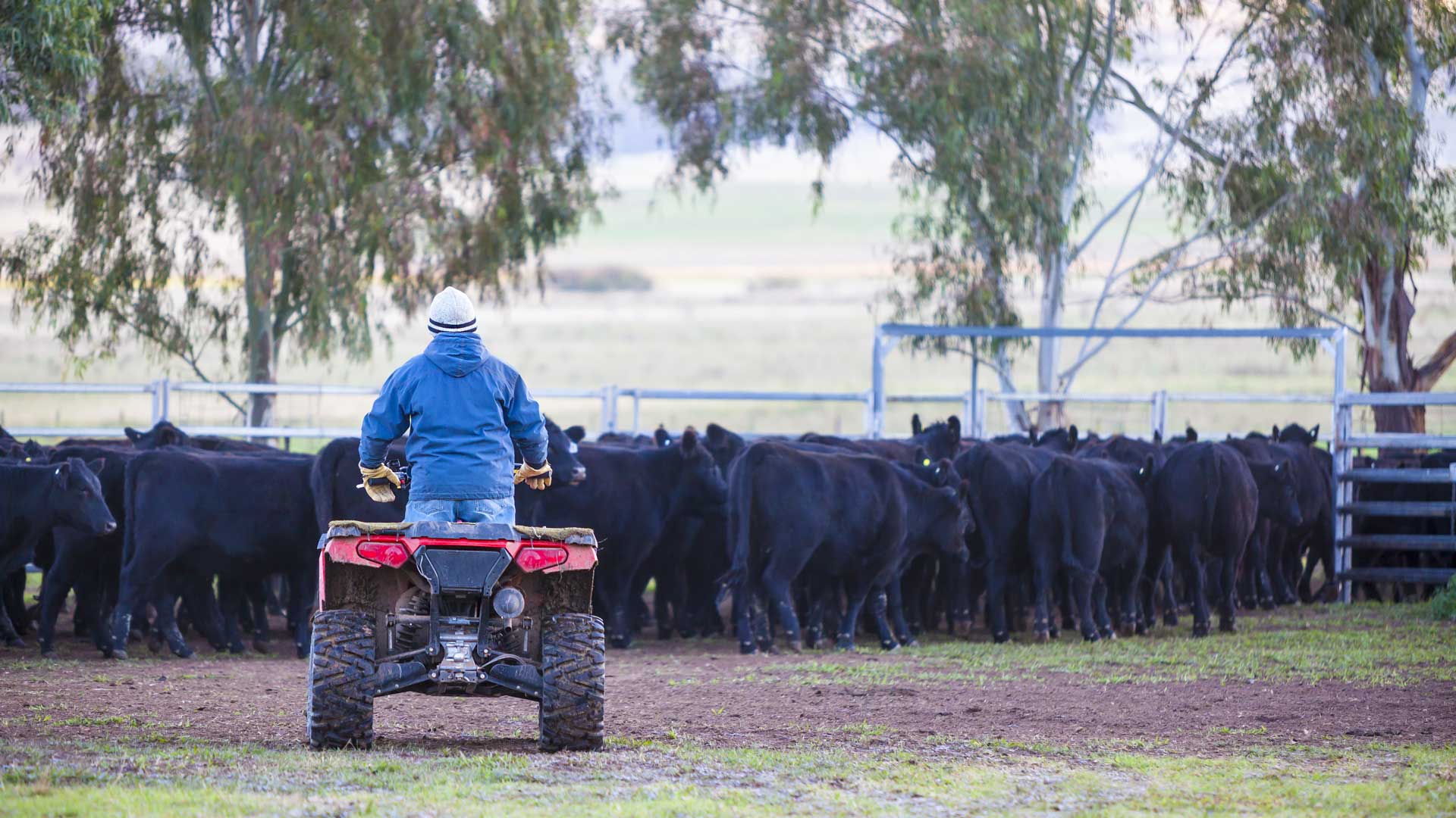 Commodity-Sectoral-Shifts-Livestock-Up-Crop-Challenges