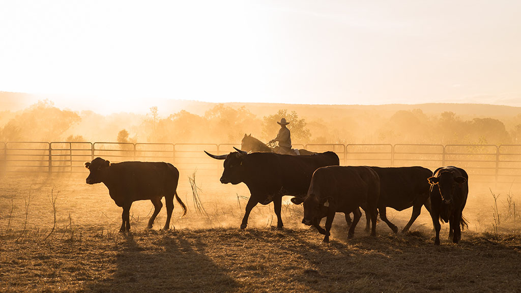 Australian Farm Financing Reaches $142.5 Billion as Producers Invest in Growth